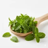 薄荷