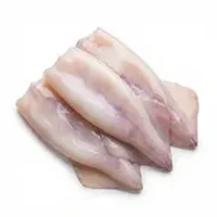 Squid