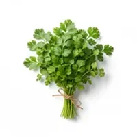Cilantro