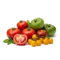 Tomato